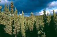 Spruce Trees and Sky.jpg